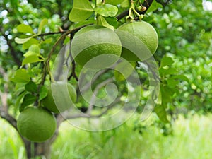 A large round green pomelo hanging fruitful on the tree