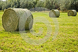 Large round hay bales agriculture alfalfa grass