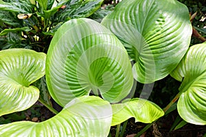 Large round leaves of a hosta plant in a tropical garden