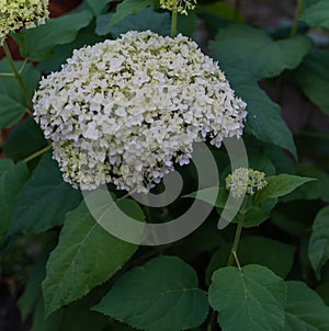 Large round lush white hydrangea flowers with green bush foliage, perennial plant, summer garden