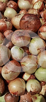 large round onions in a pile
