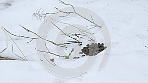 Large round poops wild moose lying in the forest on the snow.