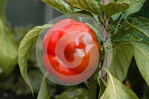 Large round sweet pepper with leaves. photo