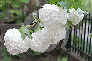 Large round white flowers hydrangea bush. Home garden