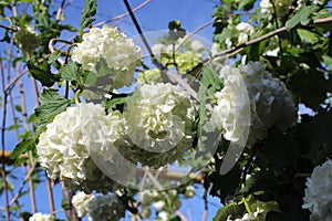 Large round white flowers hydrangea bush. Home garden