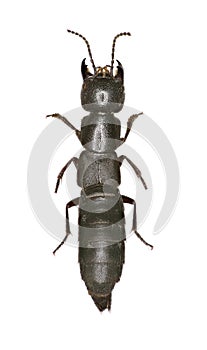 Large Rove Beetle Ocypus on white Background