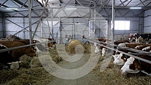 These are a large row of cows eating breakfast at a dairy farm. They are eating from their stalls in their barn. Large