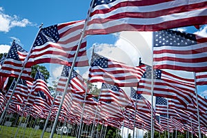 Large Rows of United States of America Flags Outside in the Sunshine