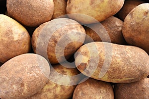 Large Russet Potatoes