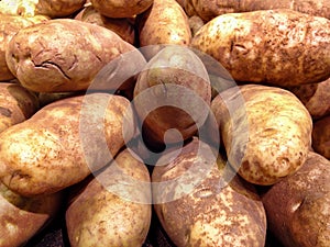 Large Russet Potatoes