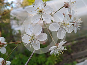 Large Russian cherry blossoms