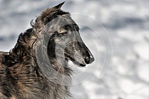 Large Russian sighthound dog poses proudly against a peaceful wintery backdrop