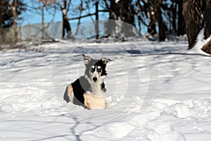 Large Russian sighthound dog poses proudly against a peaceful wintery backdrop