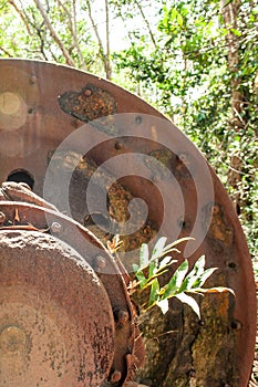 Large rusty gear of Tin Dredge in the deserted tin mine. Tropical plant growing in the rusty gear, dry leaves fall on the ground,