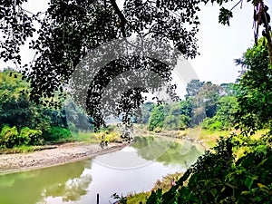 A large Sacred flg tree and a small flowing rural river in the morning in India
