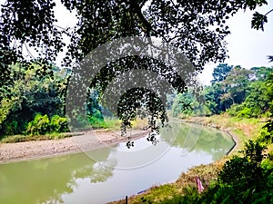 A large Sacred flg tree and a small flowing rural river in the morning in India