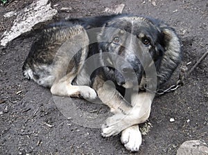 A large sad dog on a chain guarding the yard