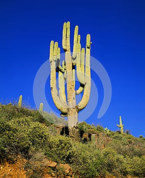 Large Saguaro photo