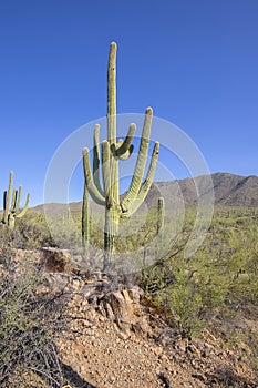 Large Saguaro Cactus In The Arizona Desert