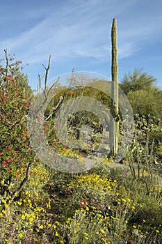 Large saguaro cactus and desert bloom