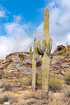 Large saguaro cactus - South Mountain Park Preserve in Phoenix Arizona