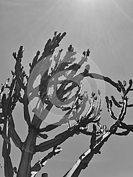 Large Saguaro Cactus Succulent Plant in the Desert Black & White Vertical Image Creative