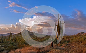 Large Saguaro Cactus At Sunset Time In Desert
