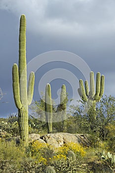 Large saguaro cactus and white puffy clouds