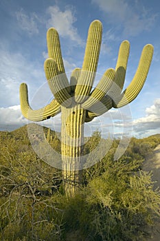 Large saguaro cactus and white puffy clouds in spring in Saguaro National Park West, Tucson, AZ