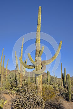 Large Saguaro Cactuses