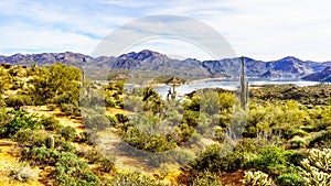 Large Saguaro and many other cacti and shrubs in the mountainous desert landscape near Lake Bartlett