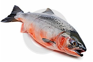 A large salmon fish on a white background