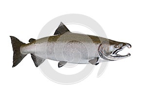 Large Salmon isolated on white background
