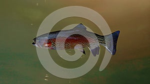 Large salmon swimming at the bottom of a murky river