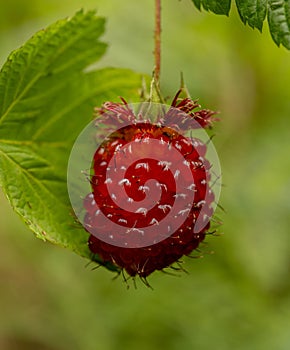 Large Salmonberry Ripens In The Forest Of Olympic