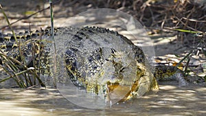 Large saltwater crocodile