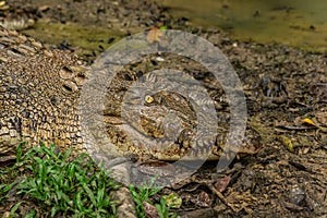 A large Saltwater Crocodile at Borneo