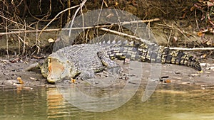 Large saltwater crocodile