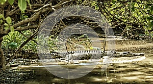 A large Saltwater Estuarine Crocodile