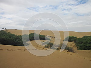 Large sand dunes in a desert in Venezuela in Los Medanos National Park on a cloudy day with green vegetation below the dunes.