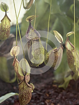 The In large Sarracenia Flava tags, incorporate insects, which plant feeds