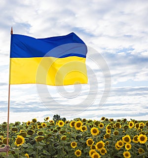 Large satin flag of Ukraine in yellow and blue colors against the background of blooming fields of sunflowers