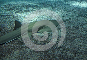 Large sawfish, also known as carpenter shark.