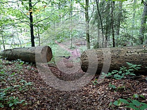 Large sawn tree on two part for pass path Beech broken Obstacle concept Hard life Cleared passage