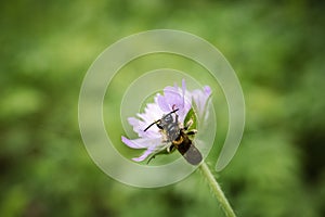 Large scabious mining bee Andrena hattorfiana on a small purple flower head on light green brurred background