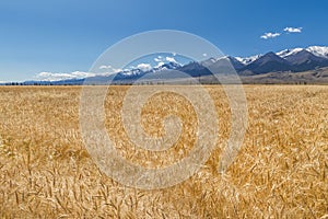 Large scale farm field in Xinjiang China