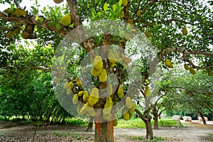 A large scale of jackfruits hanging on the tree. Jackfruit is the national fruit of Bangladesh. It is a seasonal summer time fruit