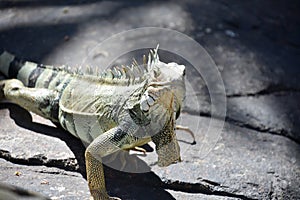 Large Scaled Iguana Lizard on a Big Rock