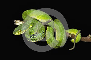 Large scaled pit viper, Trimeresurus macrolepis, Viperidae, Eravikulam National Park, Kerala, India