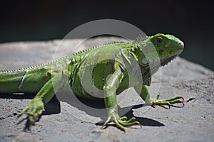 Large Scaley Green Iguana on a Big Rock